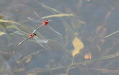 Xanthagrion erythroneurum