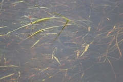 Xanthagrion erythroneurum