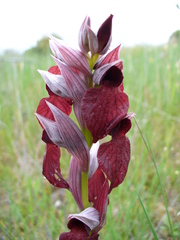 Serapias cordigera