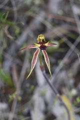 Caladenia toxochila
