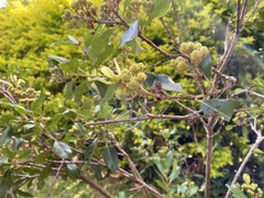 Anchiale austrotessulata