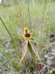 Caladenia toxochila