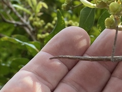 Anchiale austrotessulata