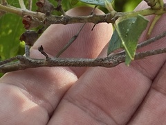 Anchiale austrotessulata