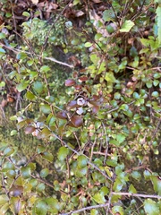 Gaultheria antipoda