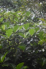 Artocarpus altilis