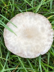Clitocybe fragrans