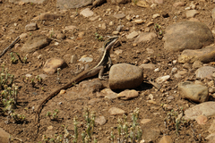 Amphibolurinae