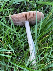Clitocybe fragrans