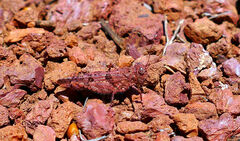 Sphingonotus fuscoirroratus