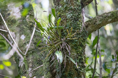 Polystachya cultriformis