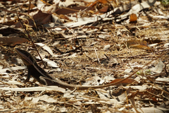 Amphibolurinae