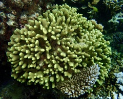 Porites cylindrica