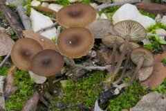 Lyophyllum anthracophilum