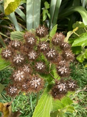 Entelea arborescens