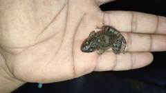 Leptodactylus fragilis