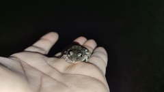 Leptodactylus fragilis