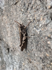 Xenocatantops brachycerus