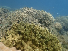 Porites cylindrica