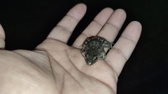 Leptodactylus fragilis