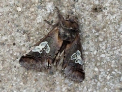 Diloba caeruleocephala