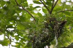 Polystachya sandersonii
