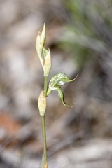 Pterostylis excelsa