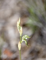 Pterostylis excelsa