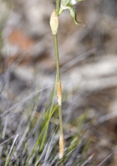 Pterostylis excelsa