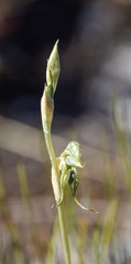 Pterostylis excelsa