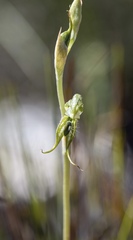 Pterostylis excelsa