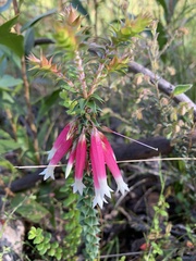 Epacris longiflora