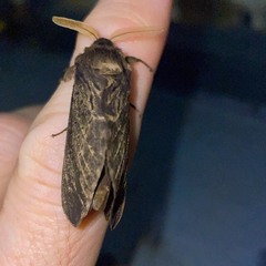 Oxycanus antipoda