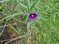 Solanum linearifolium