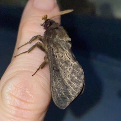 Oxycanus antipoda