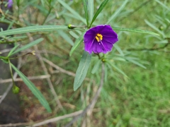 Solanum linearifolium