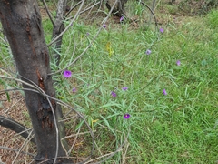 Solanum linearifolium