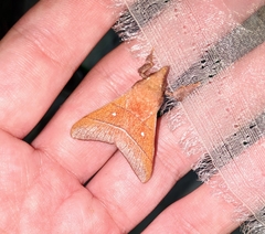 Odonestis erectilinea