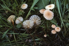 Marasmius ventalloi