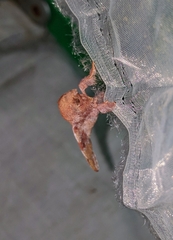 Odonestis erectilinea