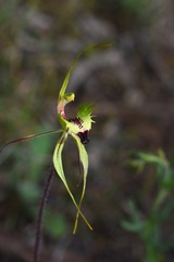 Caladenia tentaculata