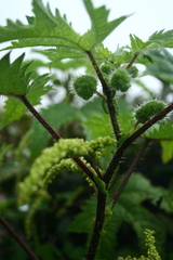 Girardinia diversifolia