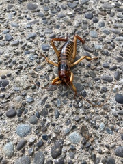 Hemideina crassidens