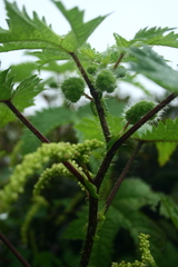 Girardinia diversifolia