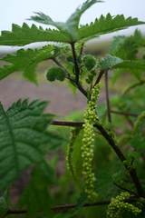 Girardinia diversifolia