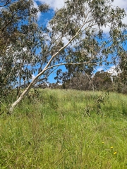 Eucalyptus pauciflora pauciflora