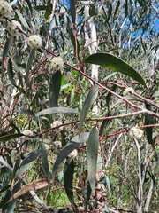 Eucalyptus pauciflora pauciflora