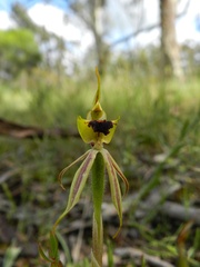 Caladenia toxochila