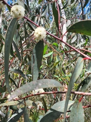 Eucalyptus pauciflora pauciflora