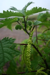 Girardinia diversifolia